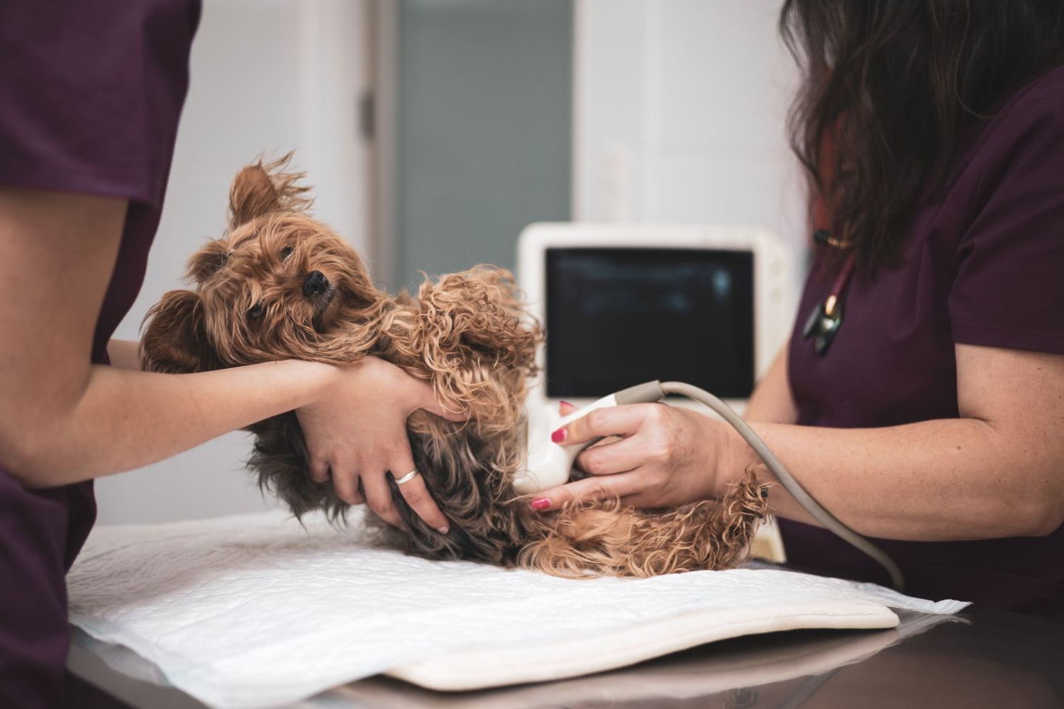 Veterinary Technology – A.A.S.